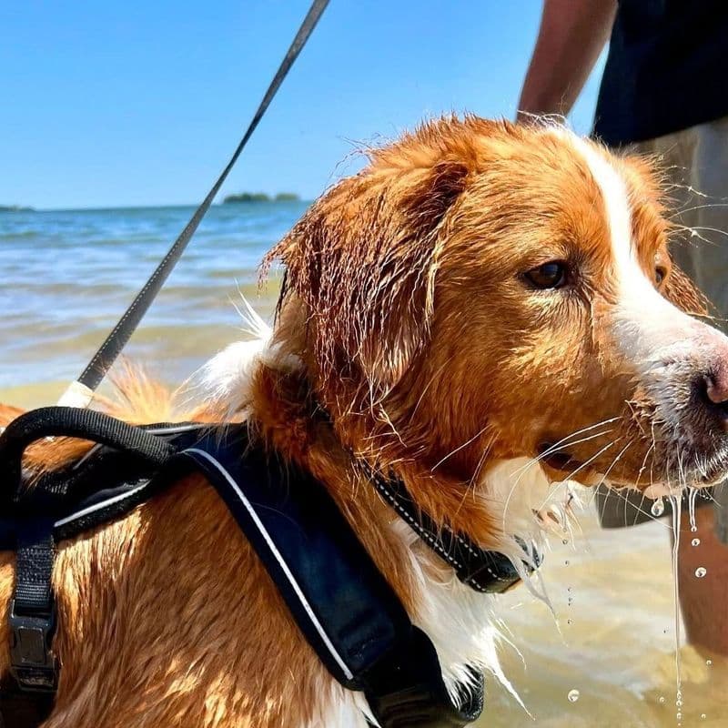 dog in water