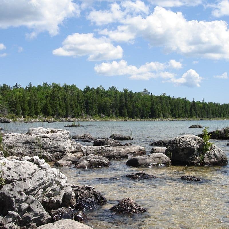 Clear shallow water over a limestone shelf on the Lake Huron shoreline, with pale rocks in the foreground and dense pine forest along the shore.